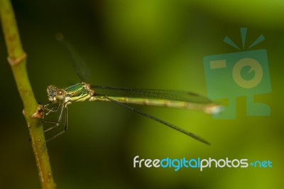 Southern Emerald Damselfly (lestes Barbarus) Insect Stock Photo