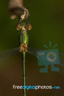 Southern Emerald Damselfly (lestes Barbarus) Insect Stock Photo