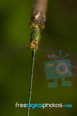 Southern Emerald Damselfly (lestes Barbarus) Insect Stock Photo