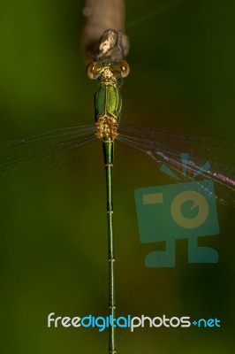 Southern Emerald Damselfly (lestes Barbarus) Insect Stock Photo