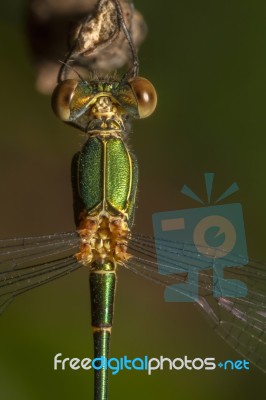 Southern Emerald Damselfly (lestes Barbarus) Insect Stock Photo