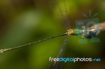 Southern Emerald Damselfly (lestes Barbarus) Insect Stock Photo