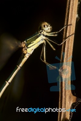 Southern Emerald Damselfly (lestes Barbarus) Insect Stock Photo