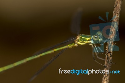 Southern Emerald Damselfly (lestes Barbarus) Insect Stock Photo