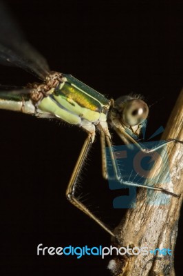 Southern Emerald Damselfly (lestes Barbarus) Insect Stock Photo