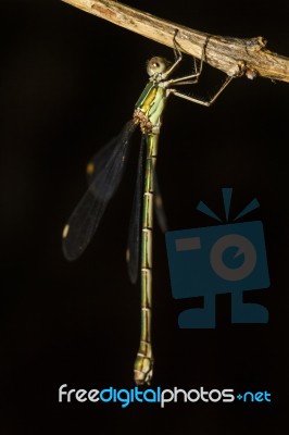 Southern Emerald Damselfly (lestes Barbarus) Insect Stock Photo