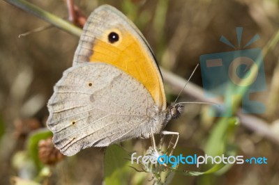 Southern Gatekeeper (pyronia Cecilia) Stock Photo