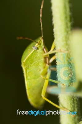 Southern Green Stinkbug (nezara Viridula) Stock Photo