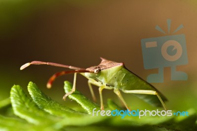 Southern Green Stinkbug (nezara Viridula) Stock Photo