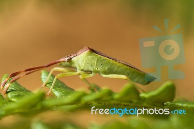 Southern Green Stinkbug (nezara Viridula) Stock Photo