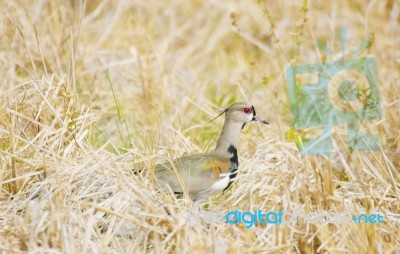 Southern Lapwing Bird Vanellus Chilensis Stock Photo