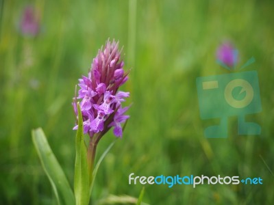 Southern Marsh Orchid (dactylorhiza Praetermissa) Stock Photo