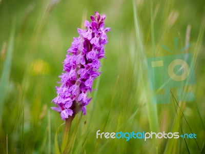 Southern Marsh Orchid (dactylorhiza Praetermissa) Stock Photo