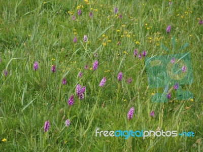 Southern Marsh Orchid (dactylorhiza Praetermissa) Stock Photo