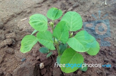 Soybean Plant Stock Photo