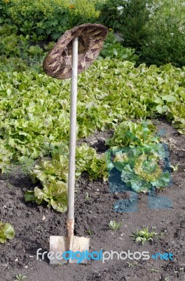 Spade In Lettuce Garden Stock Photo