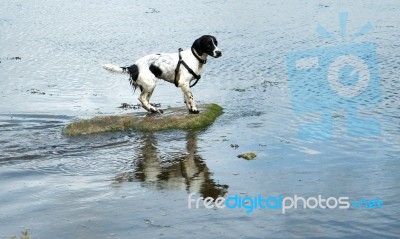 Spaniel Dog In The Middle Of Lake On Rock Stock Photo