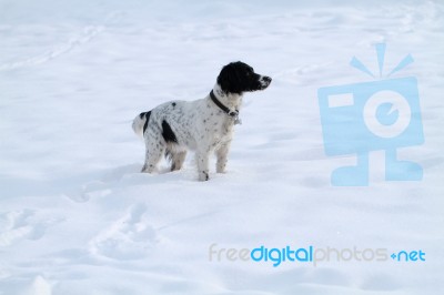 Spaniel In The Snow Stock Photo