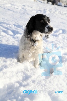 Spaniel Sitting In The Snow Stock Photo