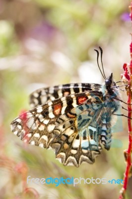 Spanish Festoon Butterfly (zerynthia Rumina) Stock Photo