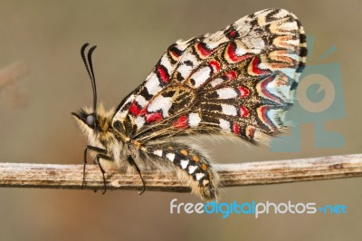 Spanish Festoon Butterfly (zerynthia Rumina) Stock Photo