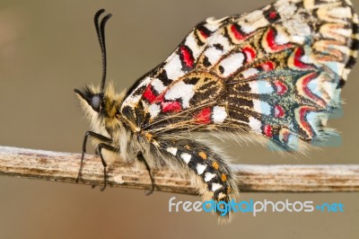 Spanish Festoon Butterfly (zerynthia Rumina) Stock Photo