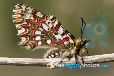 Spanish Festoon Butterfly (zerynthia Rumina) Stock Photo