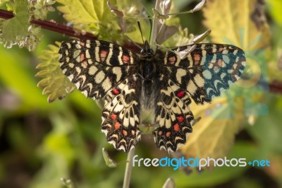 Spanish Festoon Butterfly (zerynthia Rumina) Stock Photo