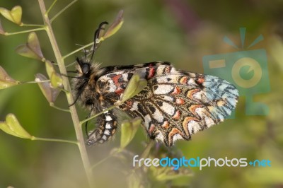 Spanish Festoon Butterfly (zerynthia Rumina) Stock Photo