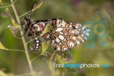 Spanish Festoon Butterfly (zerynthia Rumina) Stock Photo