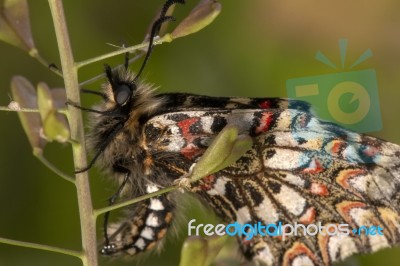 Spanish Festoon Butterfly (zerynthia Rumina) Stock Photo