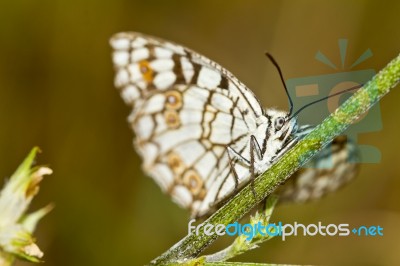 Spanish Marbled White (melanargia Ines) Stock Photo