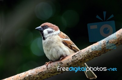 Sparrow Stock Photo