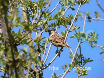 Sparrow Stock Photo