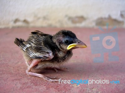 Sparrow Chick Stock Photo