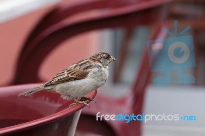 Sparrow (passeridae) Stock Photo