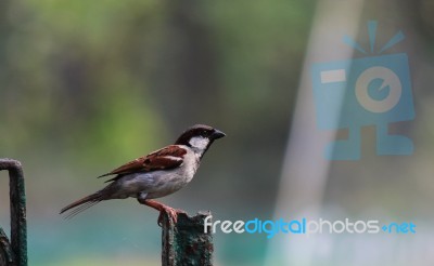 Sparrow Side View Stock Photo