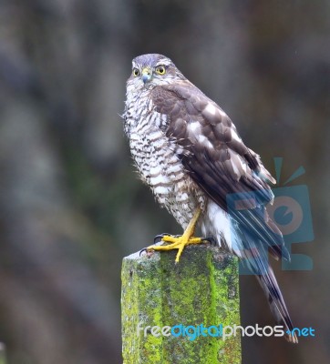 Sparrowhawk  - Female Stock Photo