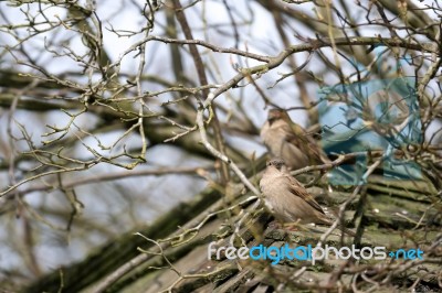 Sparrows (passeridae) Stock Photo