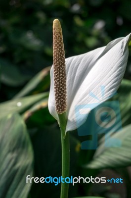 Spathiphyllum Stock Photo