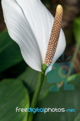 Spathiphyllum Stock Photo