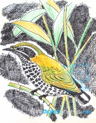 Speckled Piculet  Bird Drawing Stock Image