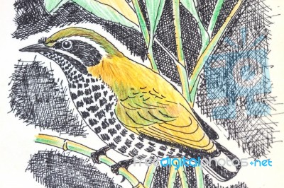 Speckled Piculet  Bird Drawing Stock Image