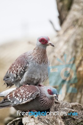 Speckled Pigeon Stock Photo