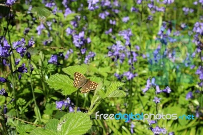 Speckled Wood Butterfly In Bluebells Stock Photo