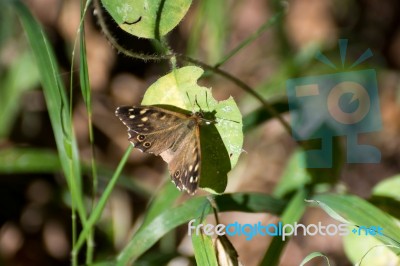 Speckled Wood Butterfly (pararge Aegeria) Stock Photo