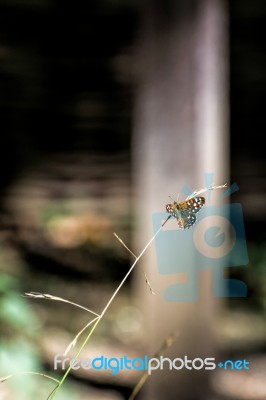 Speckled Wood Butterfly (pararge Aegeria) Stock Photo