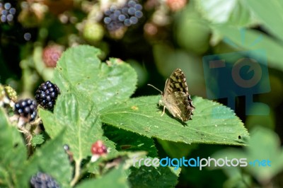 Speckled Wood Butterfly (pararge Aegeria) Stock Photo