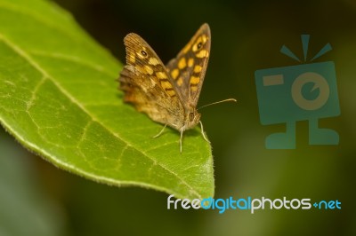 Speckled Wood (pararge Aegeria) Butterfly Insect Stock Photo