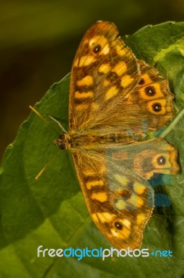 Speckled Wood (pararge Aegeria) Butterfly Insect Stock Photo